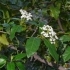 Viburnum tinus -- Immergrüner Schneeball